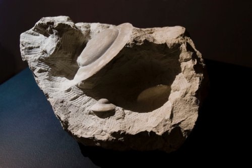 Fossil typologique, 2008