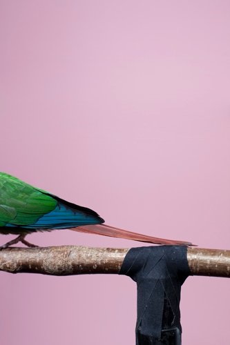 Papagei und Hintergrund, Digitaler C-Print, 2011