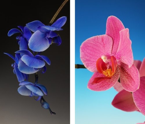 Hybrids, Videostills, 2011