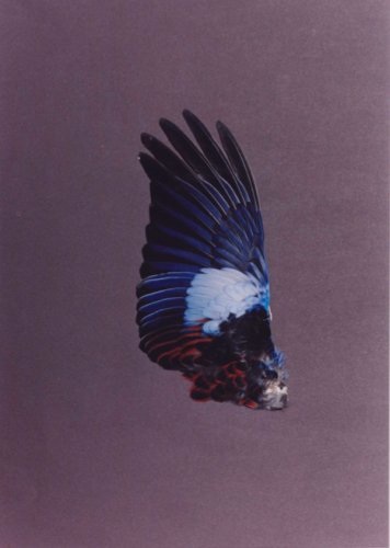 Flügel Nr.1, Inkjet Print gerahmt, 75 x 110 cm, 2011